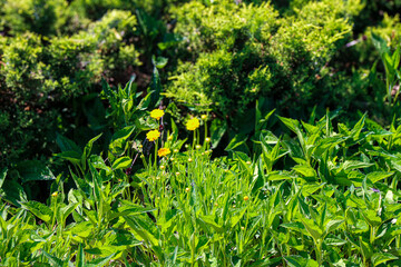 Fototapeta premium Yellow wildflowers bloom among dense green leaves under bright sunlight with lush shrubs in the background creating a vibrant and fresh natural scene in the middle of summer