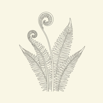 Elegant botanical illustration of a fern plant with detailed line art on beige background.