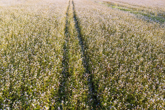 Aerial view of Purple Ageratum in fallow fields with parallel vehicle tracks Taiwan.