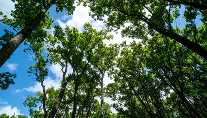 Fototapeta premium Perspective shot looking up through towering trees. Bright green leaves contrast with the azure sky, sunlight filtering through the canopy