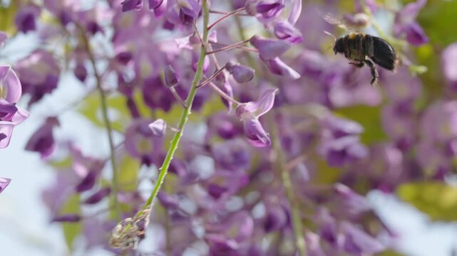 藤の花で蜜を吸うクマバチのスローモーション映像