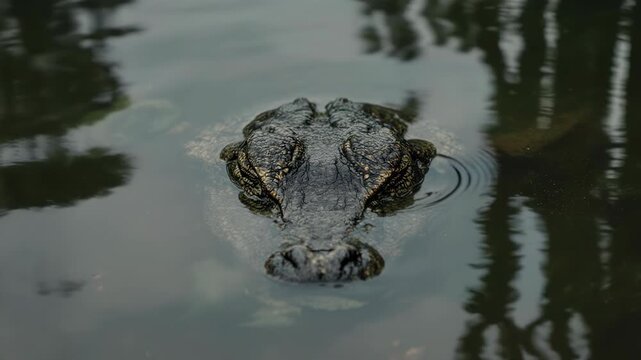 Close-up view of an American alligator emerging from murky water, showcasing its textured skin and watchful eyes