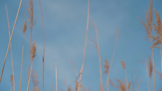Swaying silver grass plumes against a blue sky, silver grass