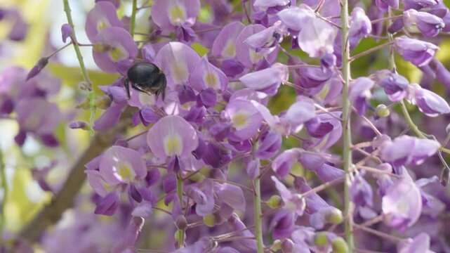 藤の花で蜜を吸うクマバチのスローモーション映像