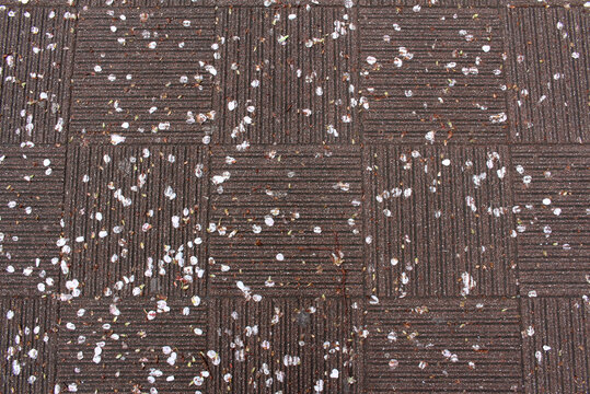 Close up of rainy concrete pavers with petals of cherry blossom background. Texture of wet paving tile after the rain. Pattern of brown sidewalk tiles in the street.