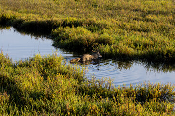 Fototapeta premium Wild coyote prowling through native coastal sage scrub in a Southern California nature reserve.