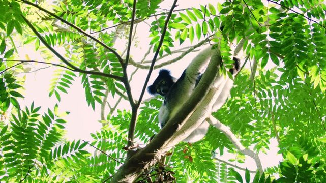 Indri indri - Babakoto the largest lemur of Madagascar has a black and white coat, climbing or clinging, moving through the canopy, herbivorous, feeding on leaves and seeds and fruits. 