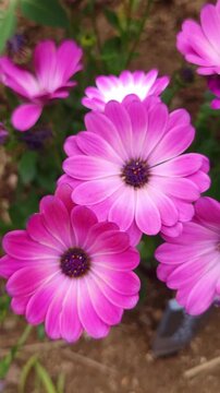 High quality vertical 4K 60P footage of pink african daisy (dimorphotheca) flowers blooming in spring garden. Beautiful natural movement and colors.