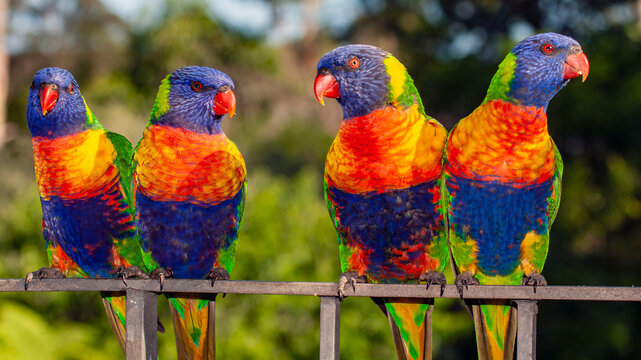 Australian Rainbow Lorikeet's perched on railing