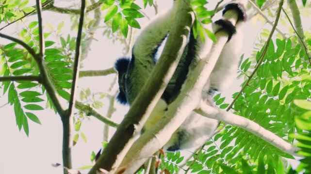 Indri, (Indri indri), slender, long-limbed primate found in the forests of Madagascar. 