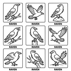 Fototapeta premium Collection of Raven Illustrations in Different Poses and Settings.