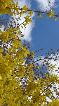 Flip over shot of yellow forsythia against a clear blue sky