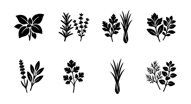Culinary Herb Icons Set, Fresh Aromatic Plant Sprigs, Organic Ingredient Graphics, Cooking Seasoning Vector Collection