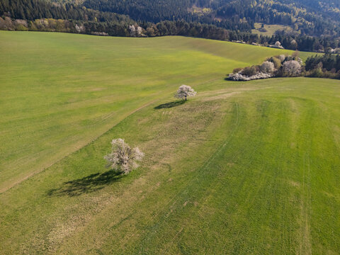 Aerial view of blooming white cherry trees standing in a vast green meadow with rolling hills and a dense forest in the background during spring Lubietova, Banska Bystrica Region, Slovakia.