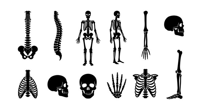 Human Skeleton Anatomy Vector Icons Set: Full Body, Skull, Spine, Ribs, Hand, Foot, Bone Structure Illustrations for Medical and Science Graphics