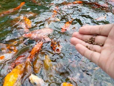 A person's hand holding brown fish feed pellets over a pond filled with colorful koi fish swimming in clear water. Concept of feeding aquatic pets.