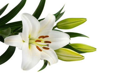 Obraz premium transparent lily with waxy petals, golden stamens, and dark green leaves, captured with razor sharp detail against a bright, transparent background, minimalist natural elegance concept