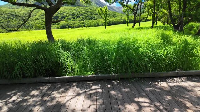 夏のタデ原湿原