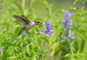 Fototapeta premium Young male Ruby-throated Hummingbird feeding on a purple Salvia flower