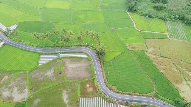 Aerial view using drone, highway between rice fields and coconut trees growing beside the road, in West Sumatra, Indonesia