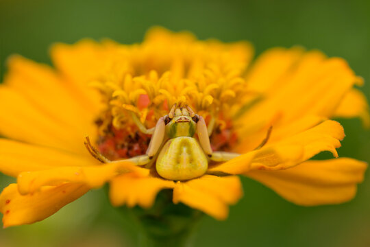 Whitebanded Crab Spider camouflaged on an orange Zinnia flower, waiting for prey