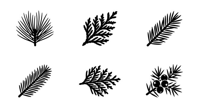 Set of Pine Branch Silhouettes and Evergreen Conifer Needle Vector Elements for Winter and Nature Design