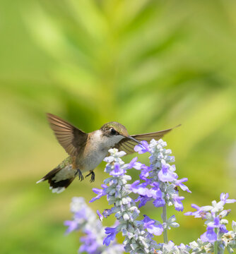Ruby-throated Hummingbird in flight; with wings spread out; feeding on a sage flower; with copy space on top