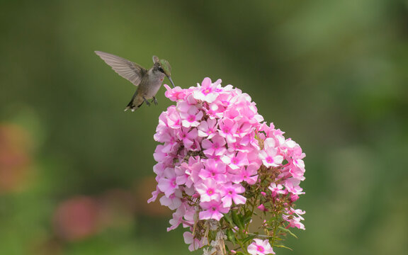 Hummingbird getting nectar from a large cluster of pink tall Phlox flowers