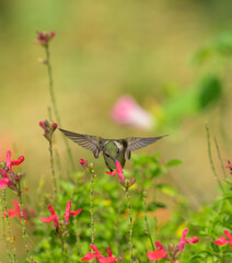 Fototapeta premium Front view of a Ruby-throated Hummingbird getting nectar from a bright red sage flower, with copy space