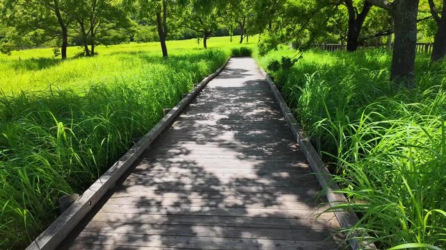 夏のタデ原湿原