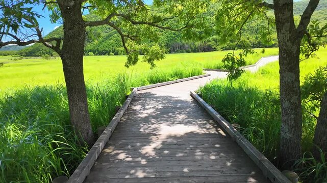 夏のタデ原湿原
