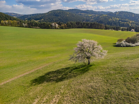 Aerial view of a blossoming tree on the Sajbica hill surrounded by green fields and rolling mountains Lubietova, Banska Bystrica Region, Slovakia.