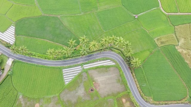 Aerial view using drone, rice fields, highway and coconut trees, in West Sumatra, Indonesia