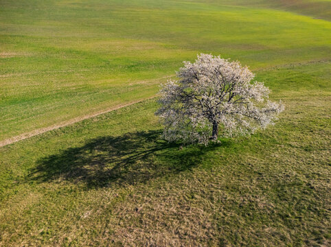 Aerial view of a solitary blooming cherry tree with white blossoms casting a long shadow on a rolling green field during spring Lubietova, Banska Bystrica Region, Slovakia.