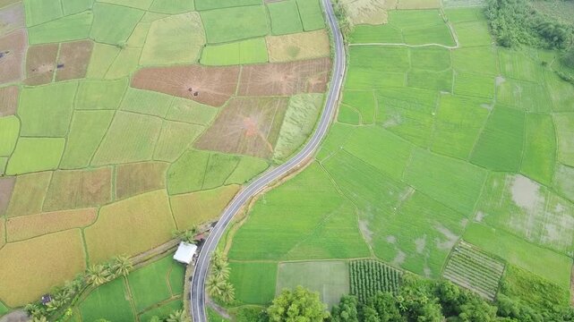 grunge background with green ricefield