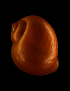 Apple snail shell empty after flash parts removed my feeding animals