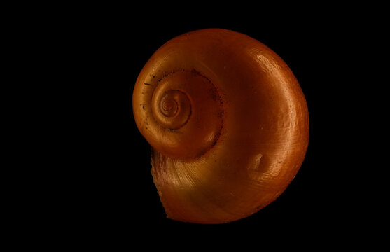 Apple snail shell empty after flash parts removed my feeding animals