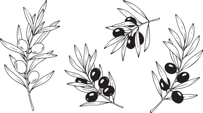 Olive branch vector illustrations, black and white, line art, 4 olive tree branches with leaves and olives