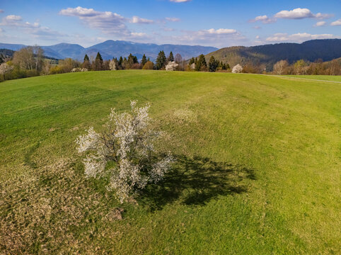 Aerial view of a blooming cherry tree in a green meadow with rolling hills and distant mountains under a blue sky in Lubietova, Banska Bystrica Regio, Slovakia.
