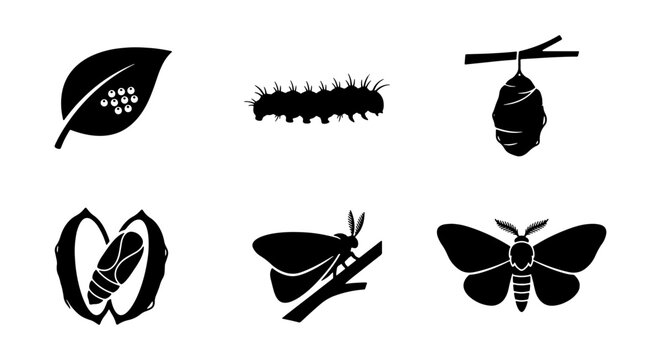 Silkworm Life Cycle Icons, Butterfly Metamorphosis Vector Set, Insect Growth Stages Graphic Collection
