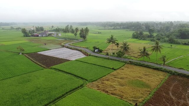 Aerial view using drone, highway between rice fields, in West Sumatra, Indonesia