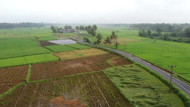 rural rice field landscape in the indonesia