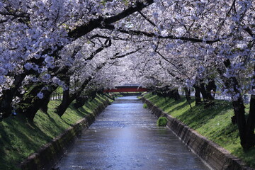 Fototapeta premium 五条川の桜