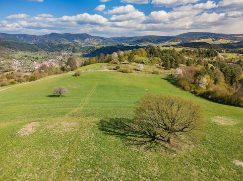 Aerial view of the Sajbica meadow featuring a large solitary tree casting a long shadow over green fields with rolling hills and a village in the distance Lubietova, Banska Bystrica Region, Slovakia.