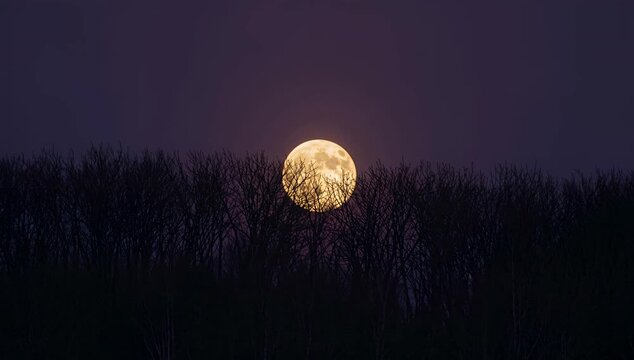 欠けた月の光が枝の隙間に浮かぶ夜空の静かな移ろい