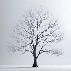 Obraz premium Bare Tree Branches Minimal Line Art Black on White Calm Nature Illustration