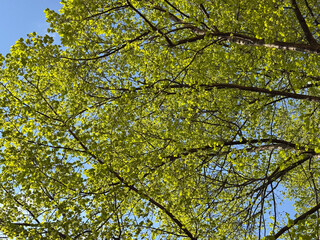 Obraz premium Bright green leaves cover the tree branches