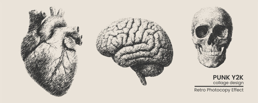 Set of handdrawn anatomical illustrations including a human heart, brain, and skull in a vintage sketch style with a retro photocopy texture