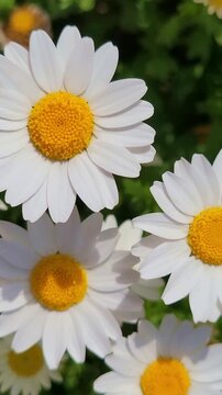 High quality vertical 4K 60P footage of close-up of marguerite flowers swaying blooming in spring garden. Beautiful natural movement and colors.