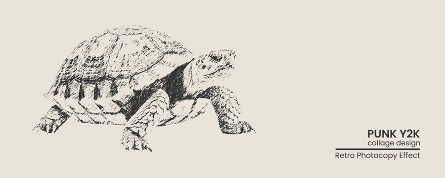 Handdrawn sketch of a turtle, vintage ink illustration style, detailed shell texture, artistic animal drawing, retro aesthetic graphic design